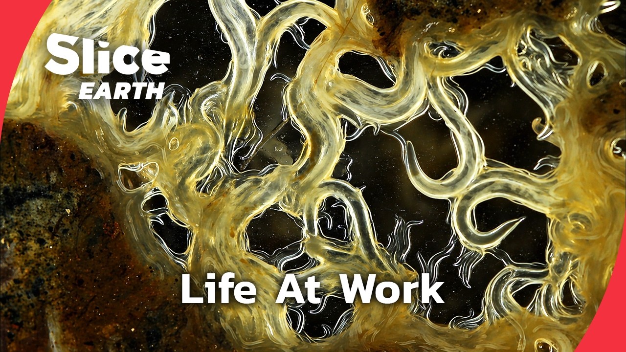Soil Is Alive: The Living World Beneath Our Feet |&nbsp;SLICE EARTH | FULL DOC