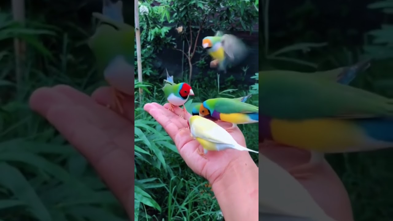Unas aves muy coloridas-DIAMANTES DE GOULD