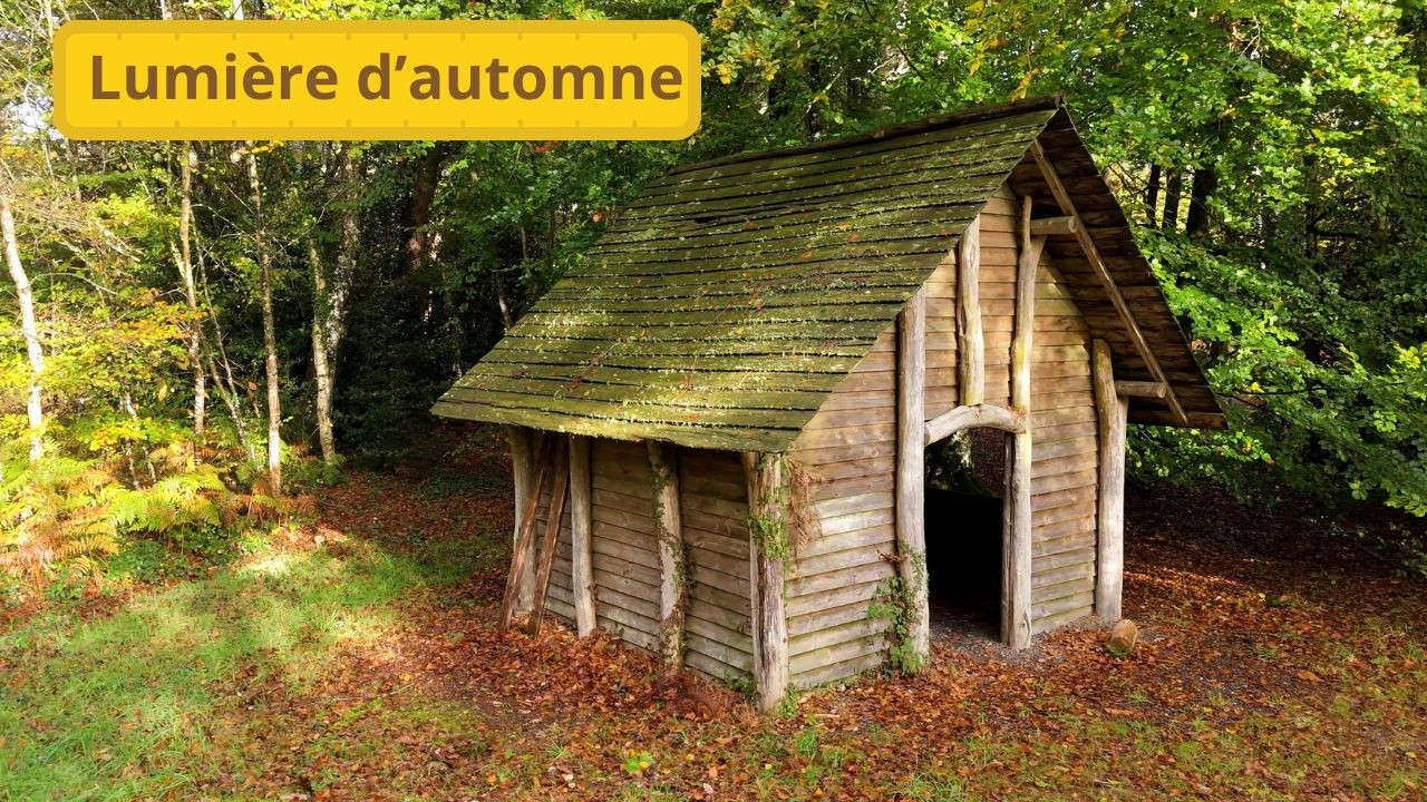 Drone Bretagne 4K : Un automne envoûtant dans la forêt de Plédéliac