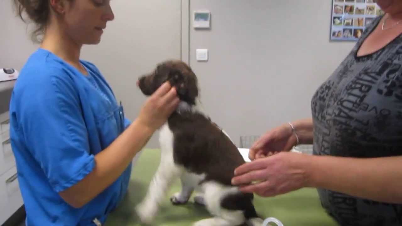 Examen vétérinaire du chiot, vaccins, insert et identification.