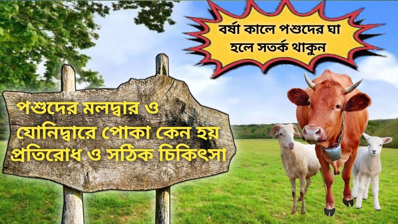 পশুদের মলদ্বার ও যোনীদ্বারে পোকা কেন হয় ও চিকিৎসা || Insect treatment for animal wounds