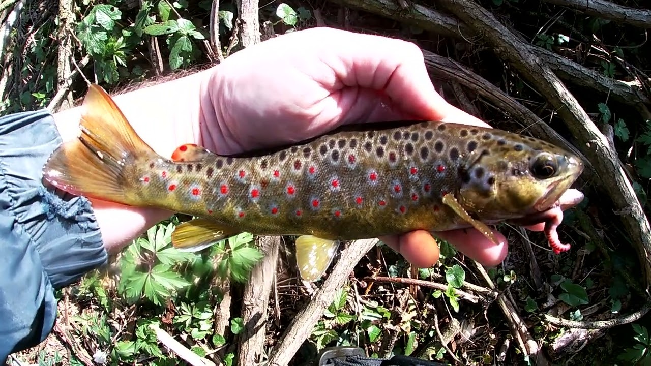 Trota torrente marzo 2026