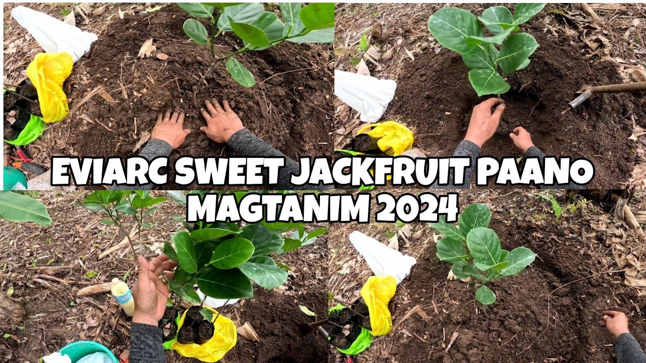 EVIARC SWEET JACKFRUIT.SECOND BATCH, PAANO MAGTANIM.