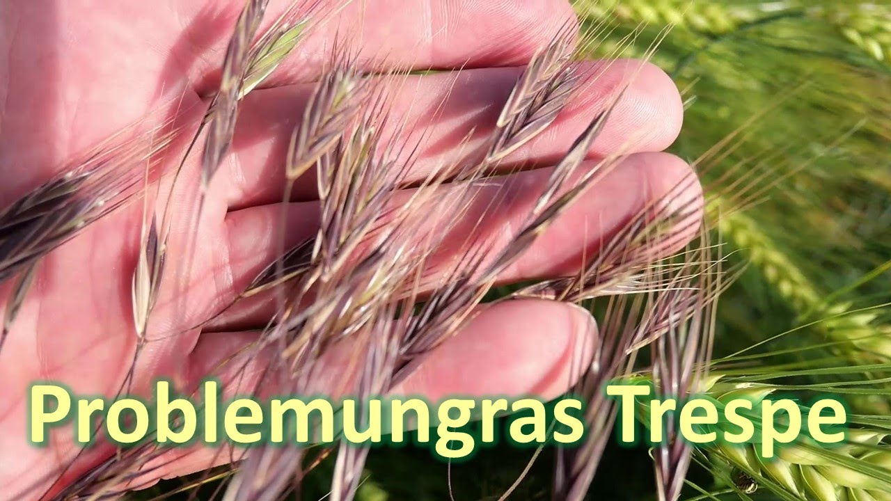 Problemungras Trespe