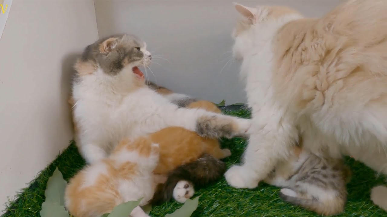 The mother's response to the kittens being cared for by another mother cat.