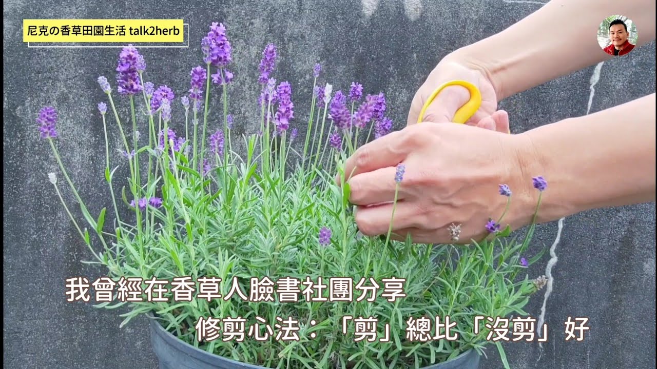 薰衣草的採收與疏枝 / 修剪｜花開堪折直須折 / 莫待無花空折枝｜薰衣草的越夏準備｜所有薰衣草均適用｜狹葉薰衣草｜Lavandula angustifolia