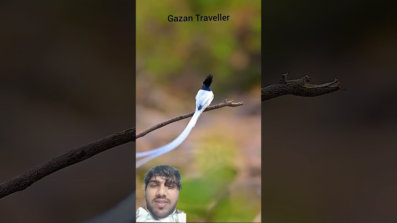 pyari chidiya 😘 #nature