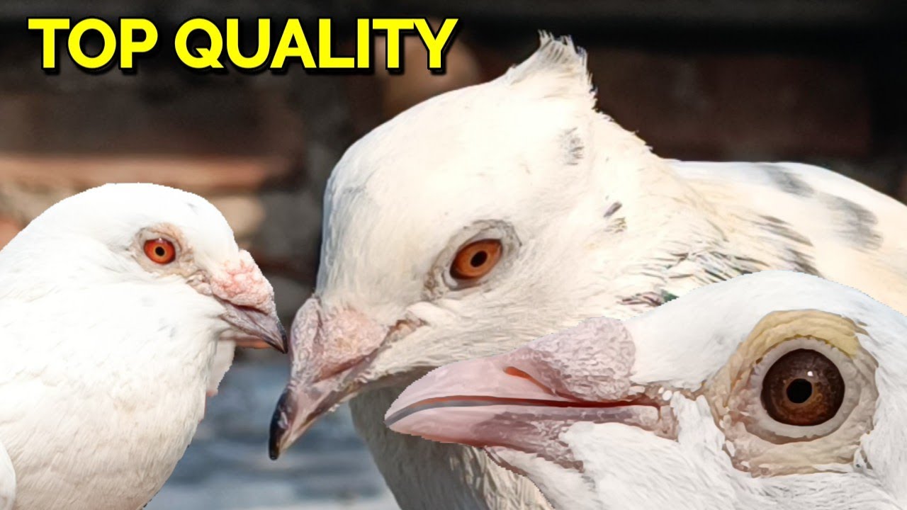 TOP QUALITY MADRASI PIGEON LOFT VISIT AT JULPIA AMTALA 