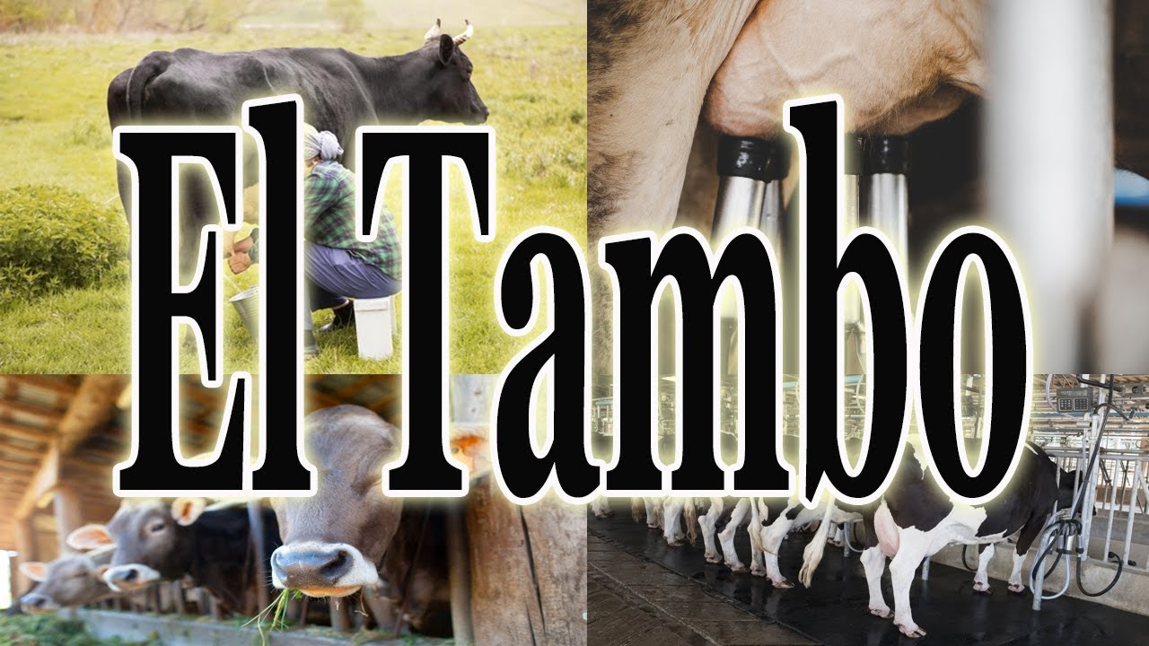 Tambo, que es, manejo, funcionamiento, estructura, instalaciones y quienes trabajan en el.