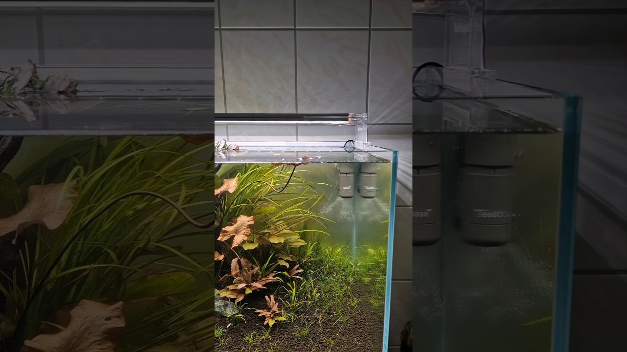 Oase CrystalSkim Surface Skimmer for my aquarium 