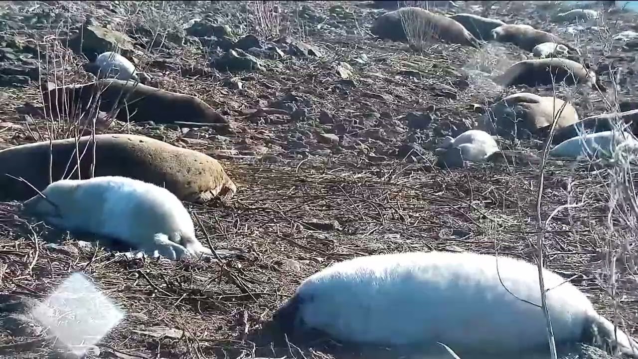 Seal Cam, Estonia 2026/03/02