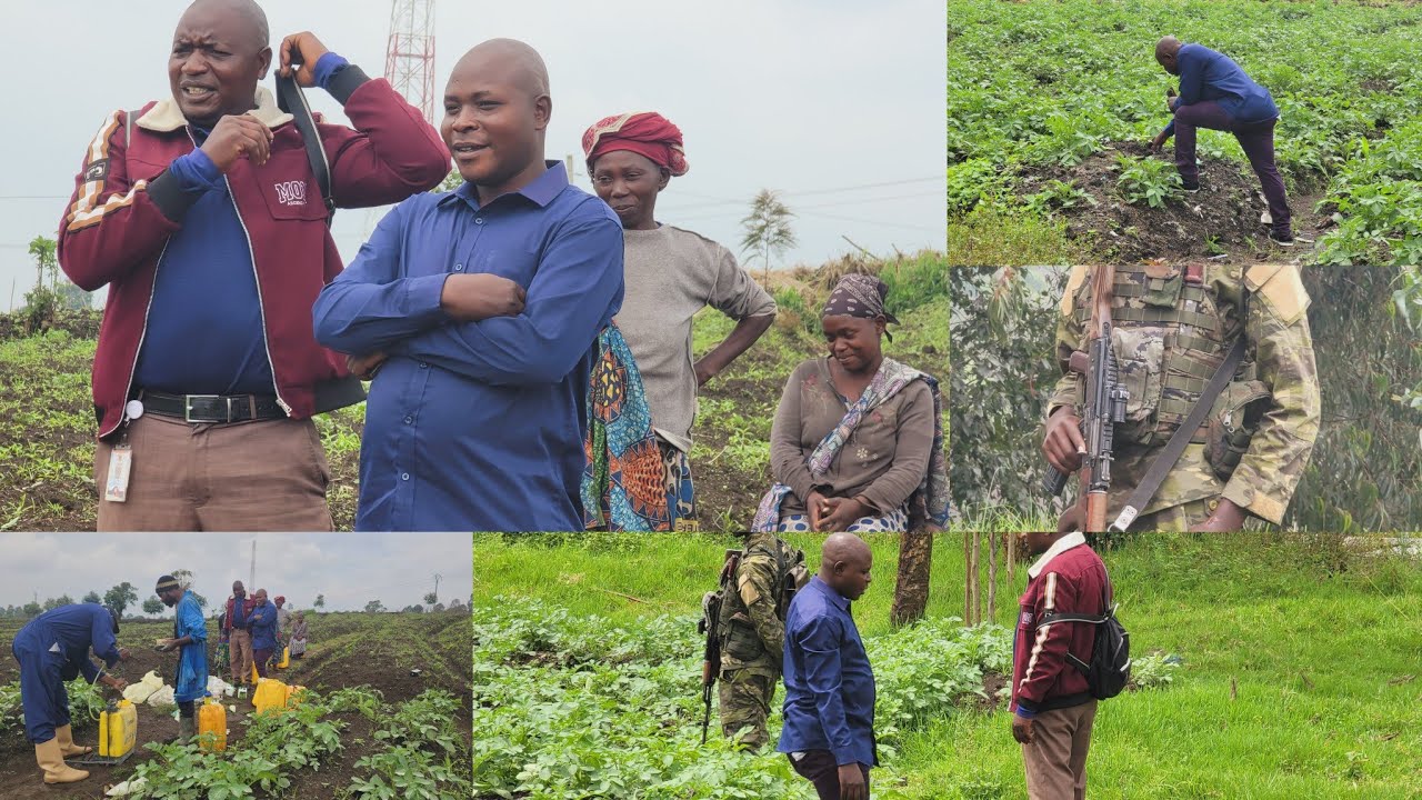 AFC/M23 Nyiragongo : l’Admin , en visite dans les champs de pommes de terre à Kibati