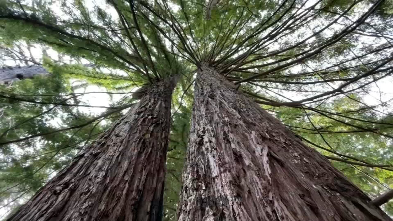 Study shows why CA redwoods are so resilient in wake of damaging wildfires