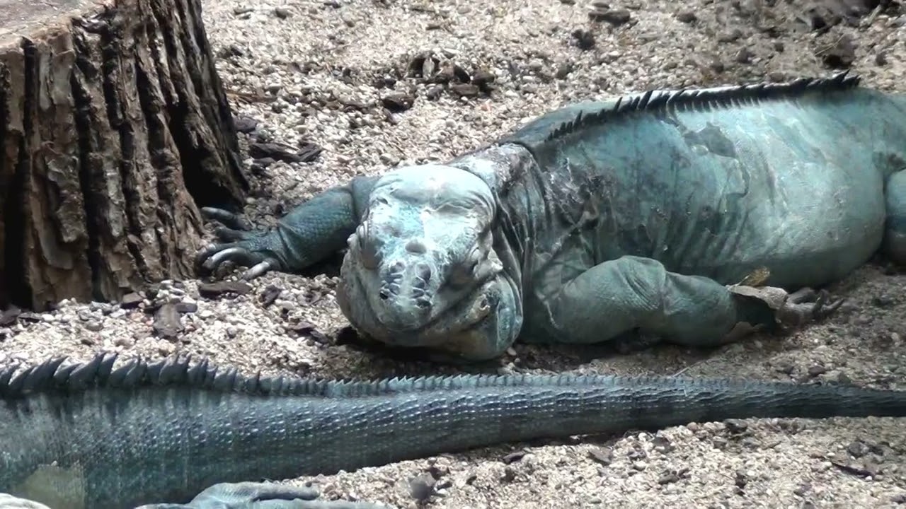 Lietuvos zoologijos sodas. Kaunas. 2025-08-16.