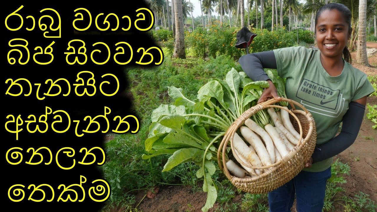 රාබු වගාව කාබනිකව කරන්නේ කොහොමද How to grow radish organically කාබනික ගෙවතුවගාව Organic gardening