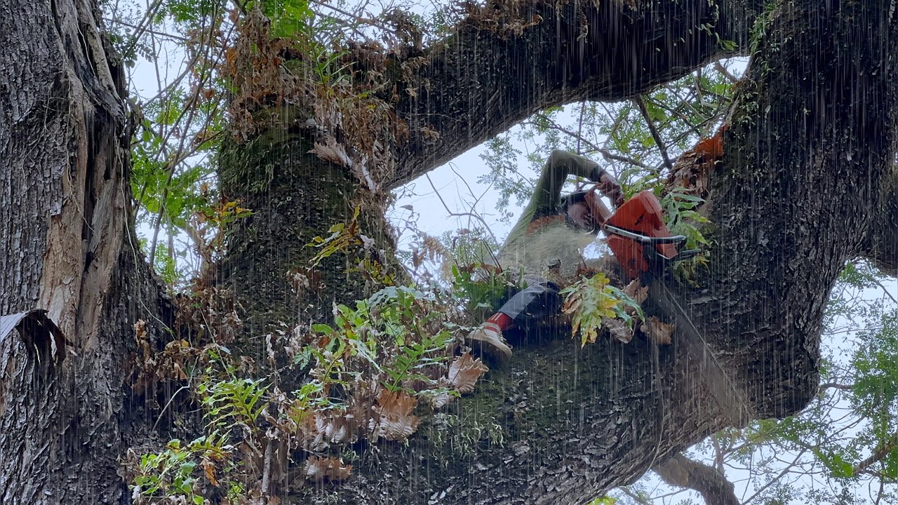 The most dangerous tree felling in the rainy season ‼️