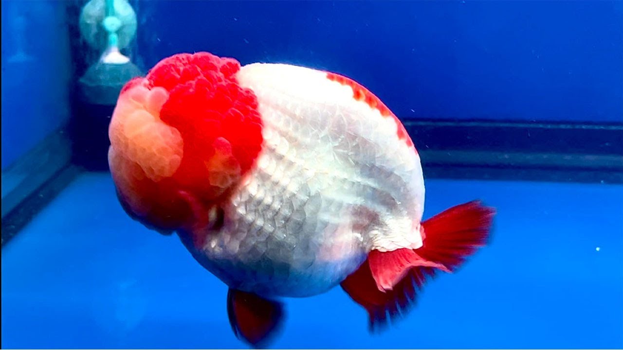 Champion quality goldfish