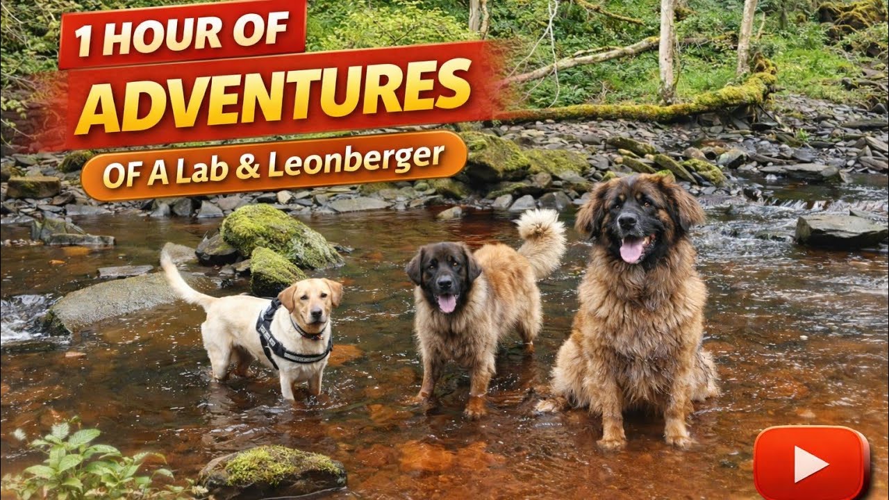 Best Friends Forever 🐶 Labrador & Leonberger | 1 Hour of Pure Joy