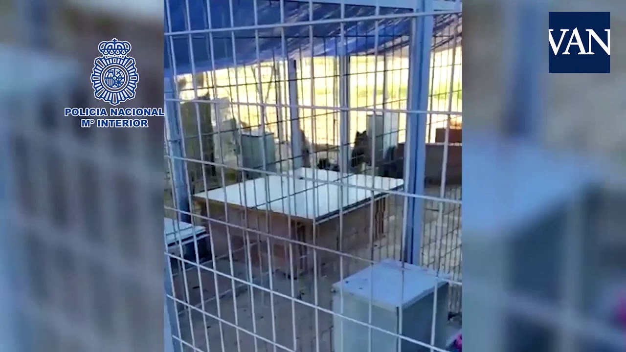 Rescatados 17 cachorros “en pésimas condiciones” de un criadero ilegal de perros