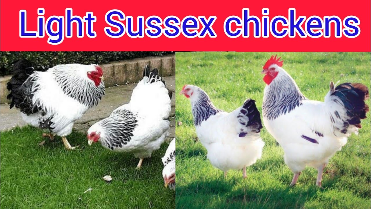 Light Sussex chickens | light Sussex hen | light Sussex chicks | Sussex chicken breed in Pakistan