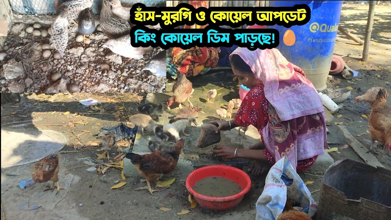 আমাদের হাঁস-মুরগি ও কোয়েল খামারের আপডেট | কিং কোয়েল গুলো ডিম পাড়ছে 🥚🐦