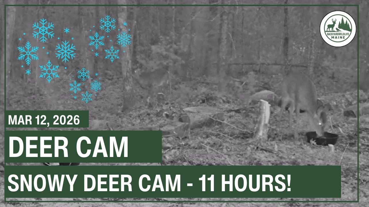 LIVE - Deer Cam | Backyard Wildlife Maine