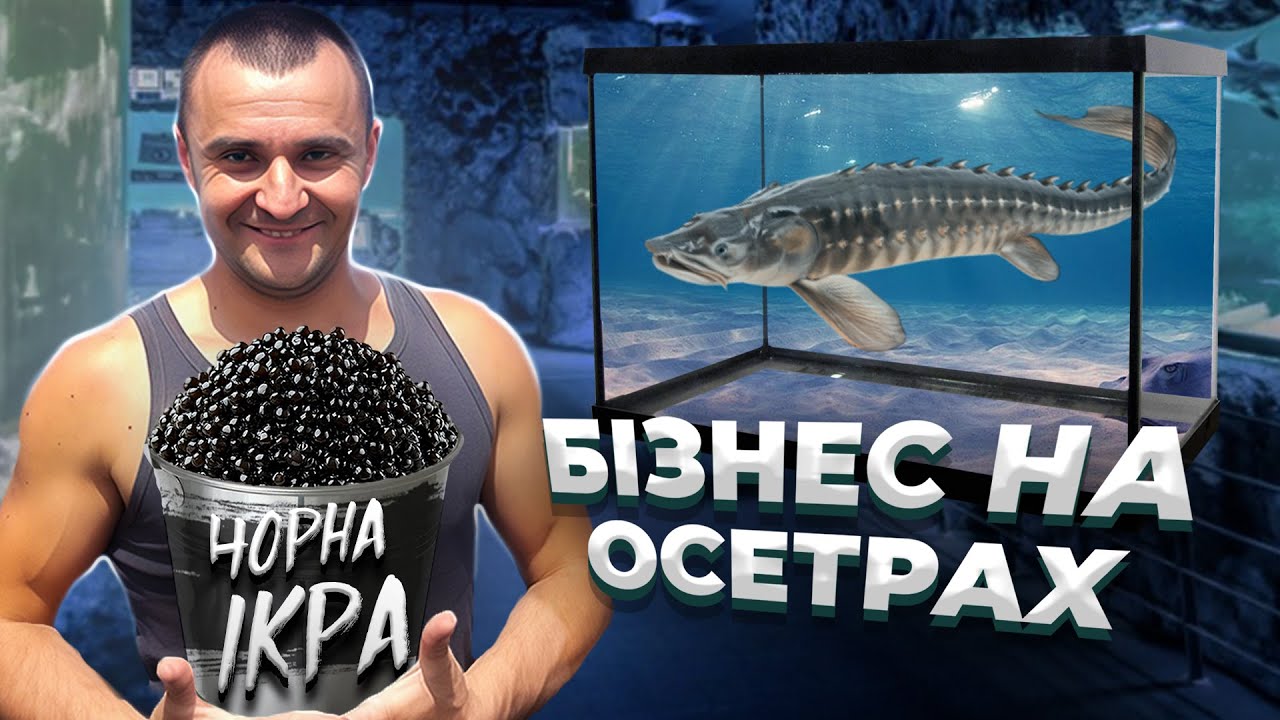 ЧОРНА ІКРА ТА ОСЕТРОВА ФЕРМА: ЯК ВИРОЩУЮТЬ НАЙДОРОЖЧУ РИБУ У СВІТІ?