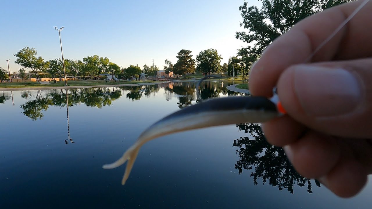 Gulp Minnows Catch Anything That Swims