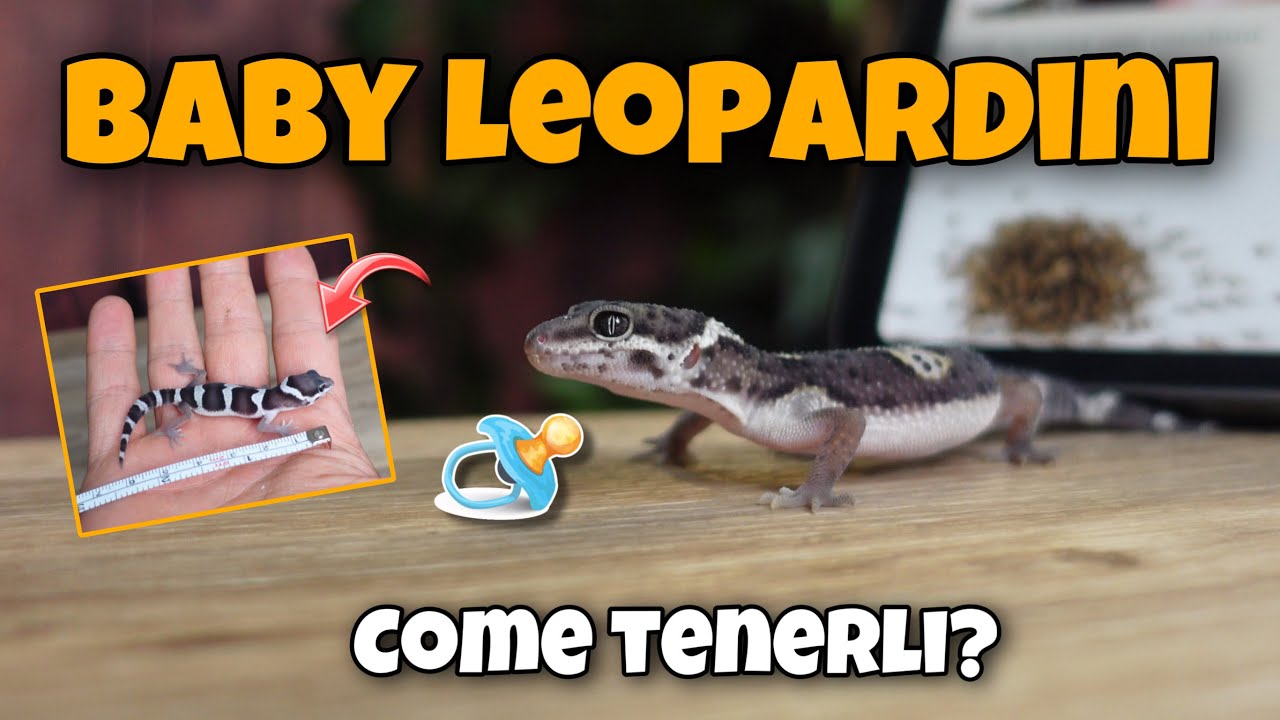 COME GESTIRE I GECHI LEOPARDINI BABY