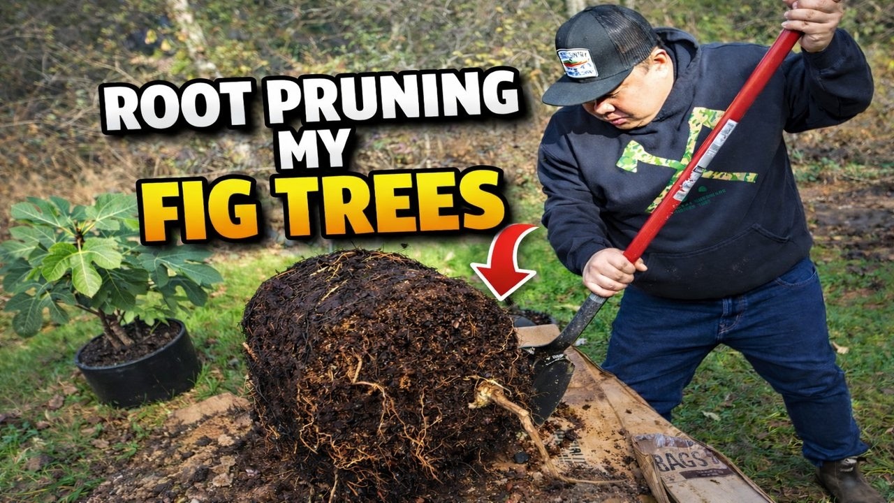 👉 I Root Pruned My Fig Trees…
