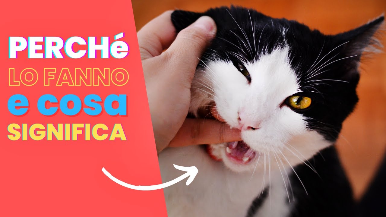 Il significato di 15 strani comportamenti del tuo Gatto