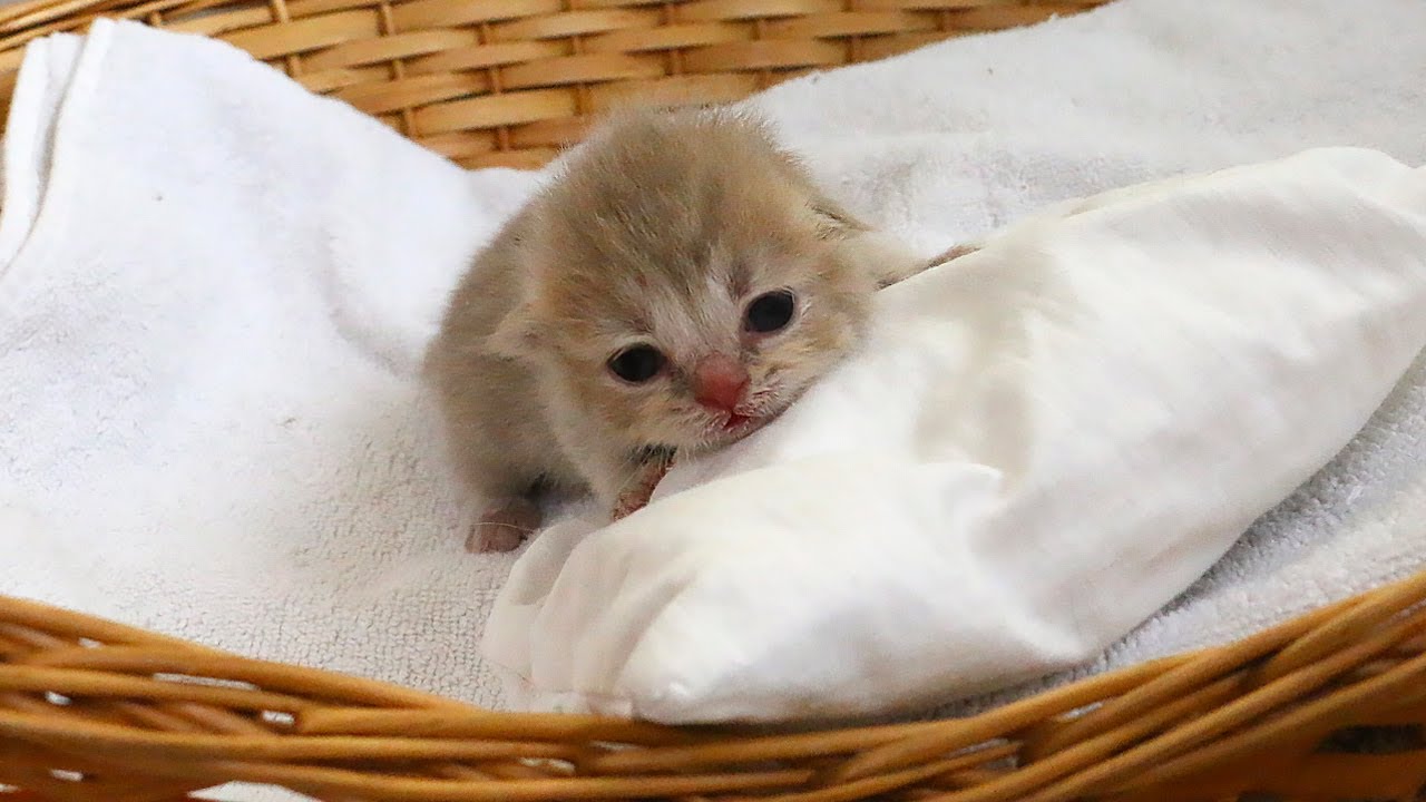 Tiny Kittens Opening Their Eyes! Helping Lulu Catch Up! Subtitles