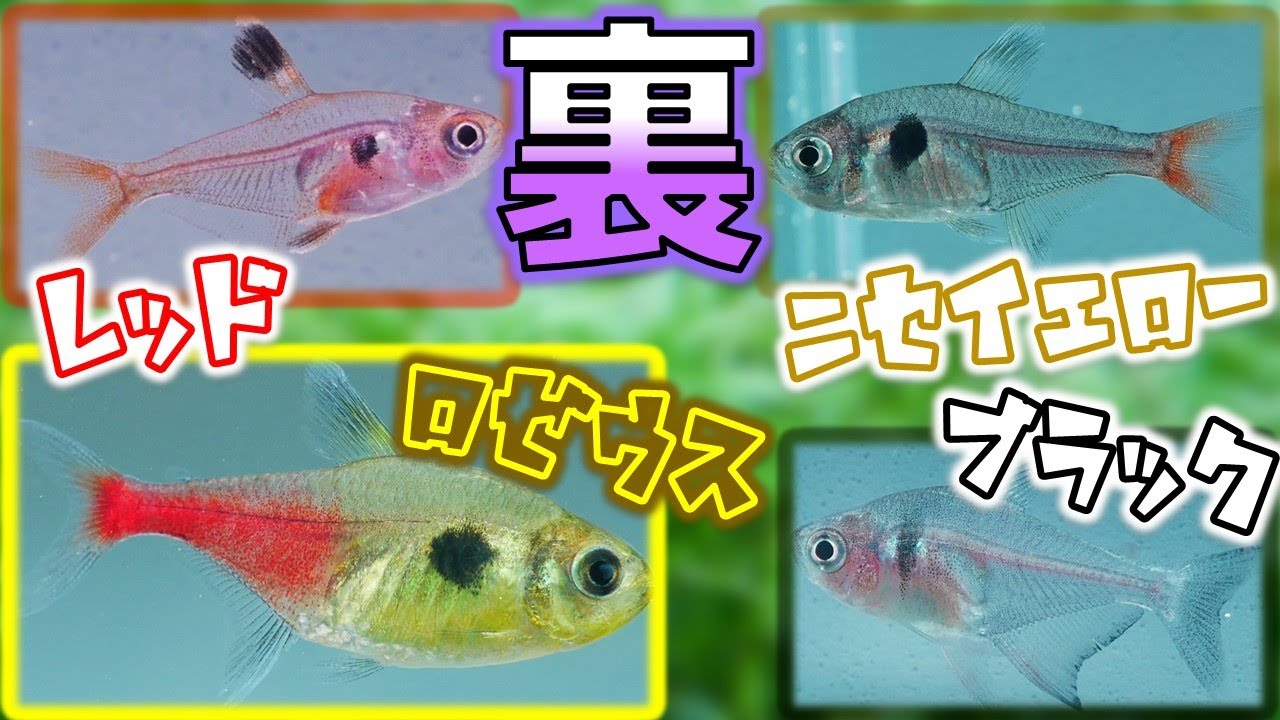 【導入】ここに3匹の裏の御三家がおるじゃろ？偽物のイエローファントムとロゼウステトラの違い。レッドファントムテトラ、ブラックファントムテトラの解説もしてみた【ふぶきテトラ】