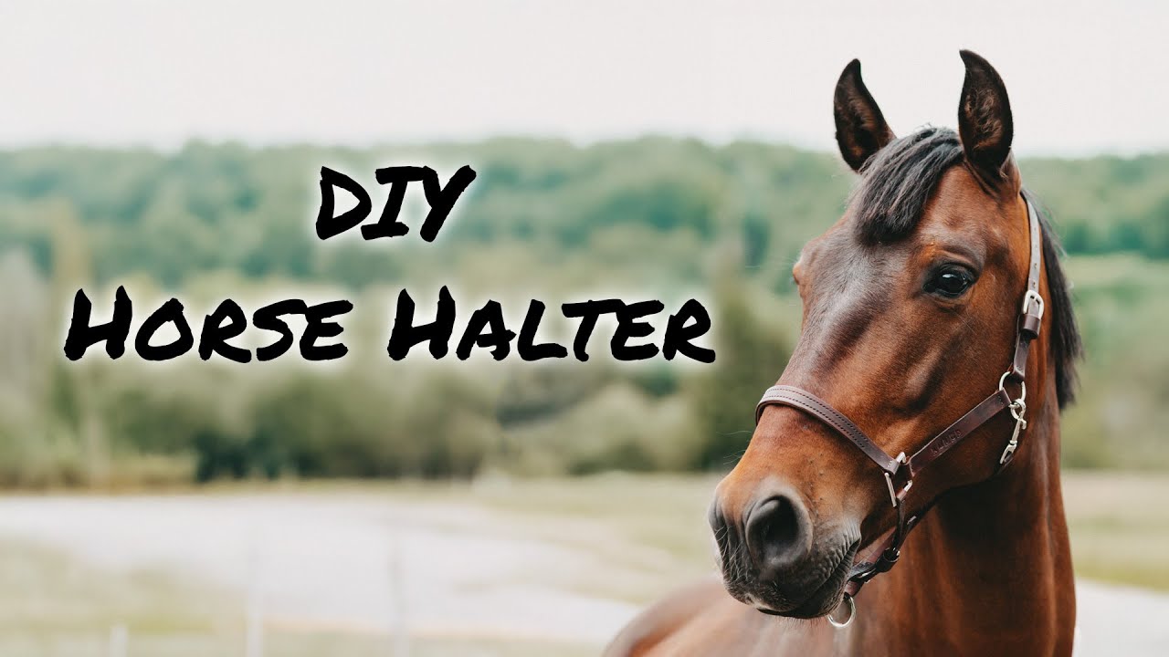 DIY Leather Horse Halter &ndash; Step-by-Step Guide for Beginners 🐴✨