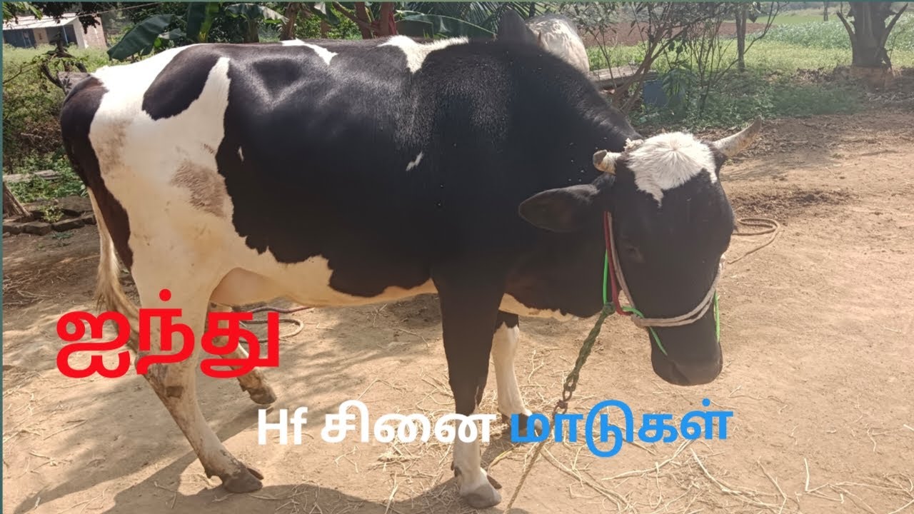 ஐந்து ஜோடி Hf சினை மாடுகள் விற்பனைக்கு வந்துள்ளது-Maruthu 360 #cow #cowfarm