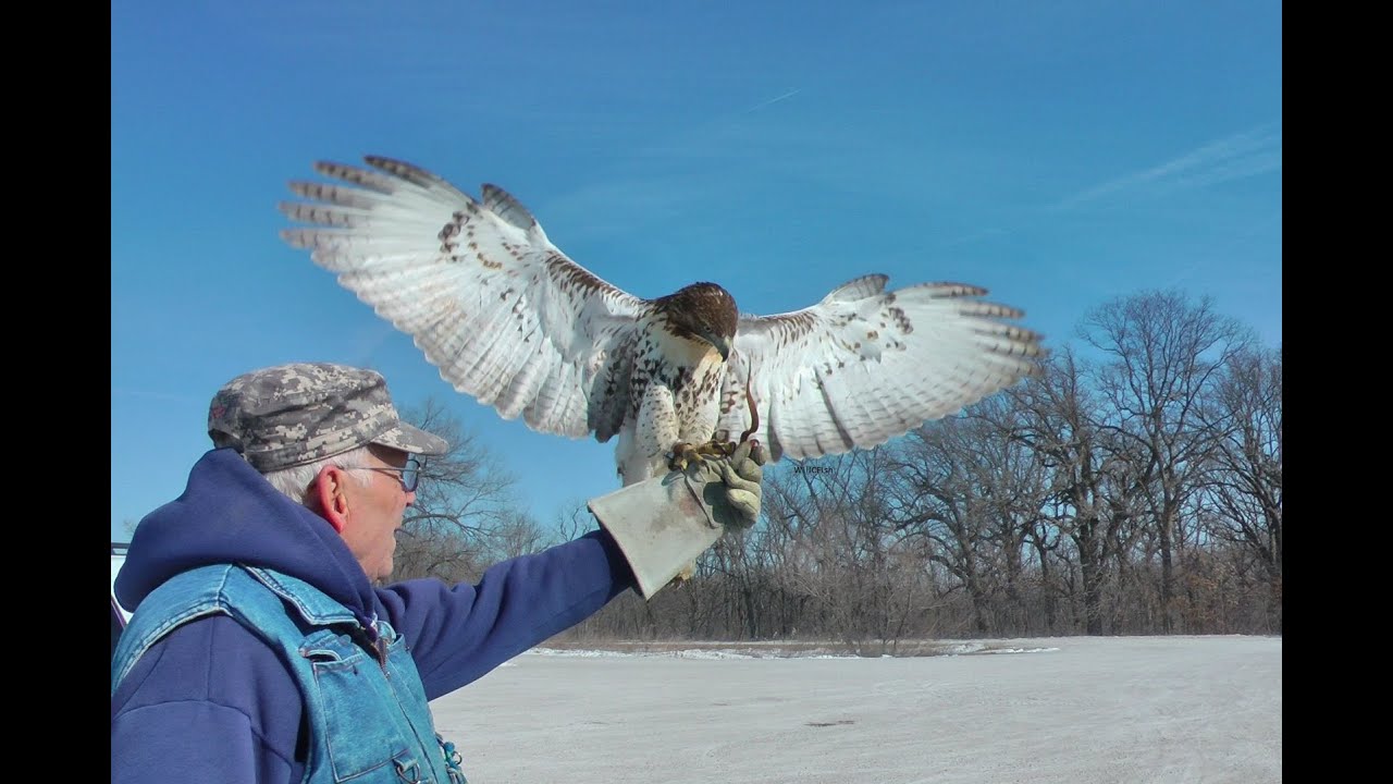 Viral quality Bruce Pressler Falconer Red Tail hawk hunts rabbits, Brushy Creek Iowa