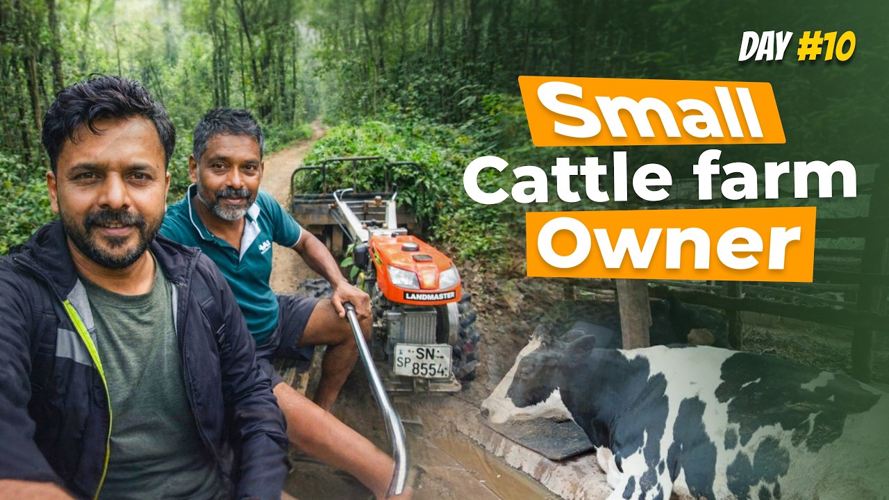 Small cattle farm owner | In Sri Lanka
