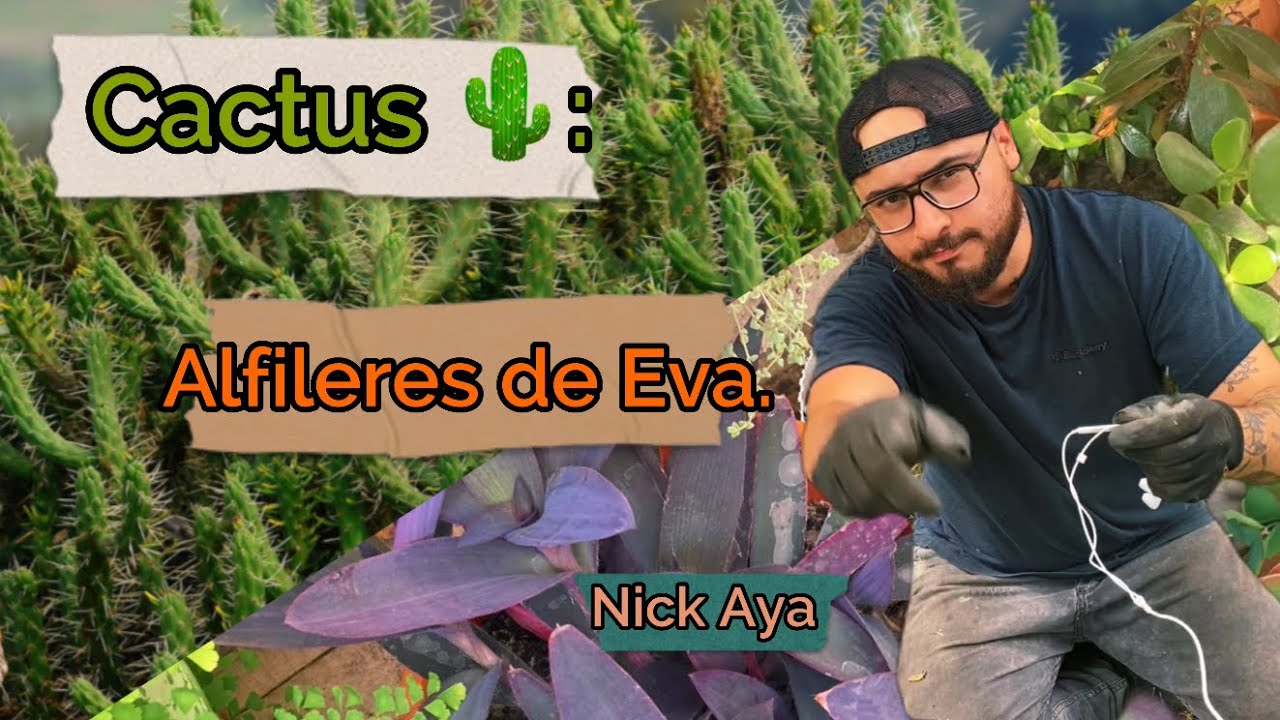 Nick Aya - Cactus Alfileres de Eva.