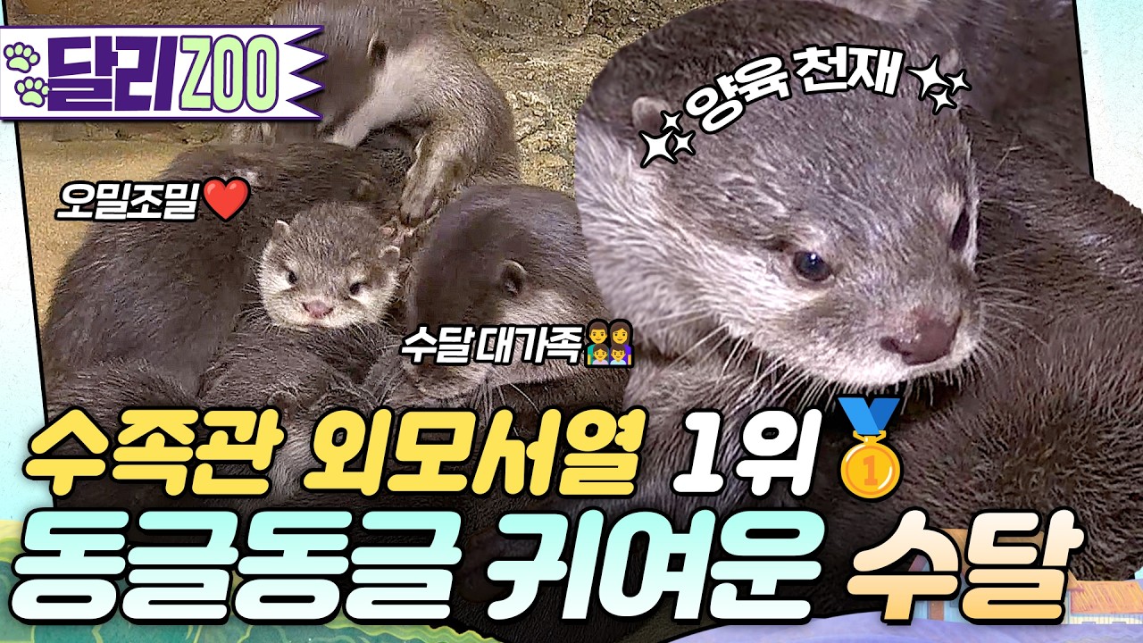 [🐕#달리ZOO] ✨육아왕 아빠 수달✨ 오밀조밀 행복한 수달 대가족👨‍👩‍👧‍👦💖 #달리 #DALI