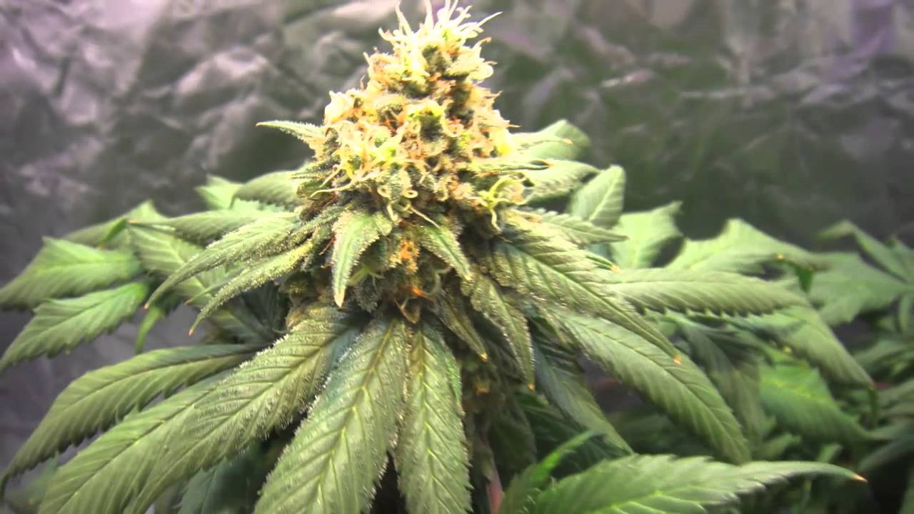 Pro-Grow 400X LED grow light & Nirvana's Eldorado Mexican Sativa -  Pt. 6
