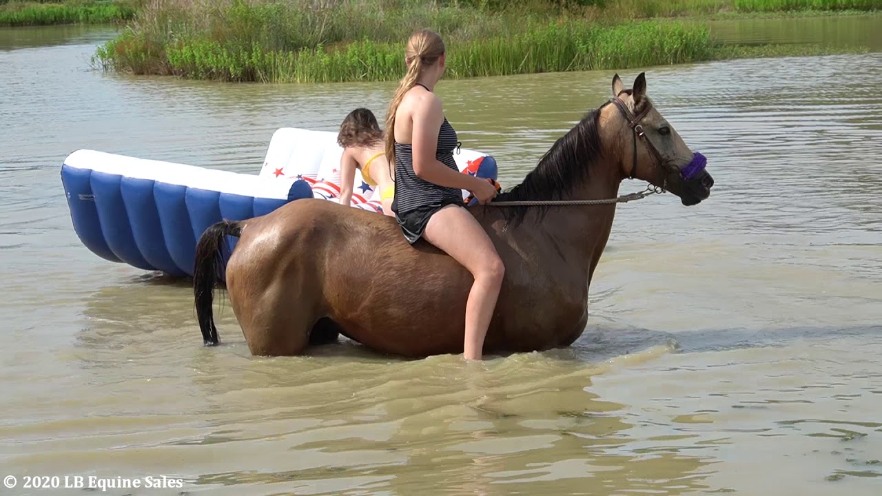 "Kitty, Jolene, Such An Easy Image"  swimming in the pond/ dragging floaty around- 3 horses SOLD