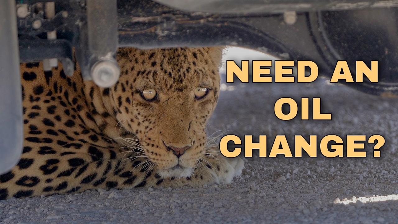 Leopard 'Servicing' A Toyota In Etosha