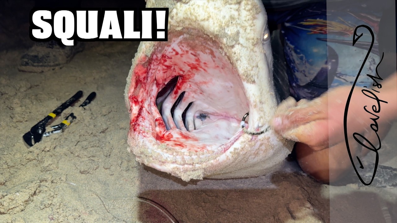 A PESCA DI SQUALI!