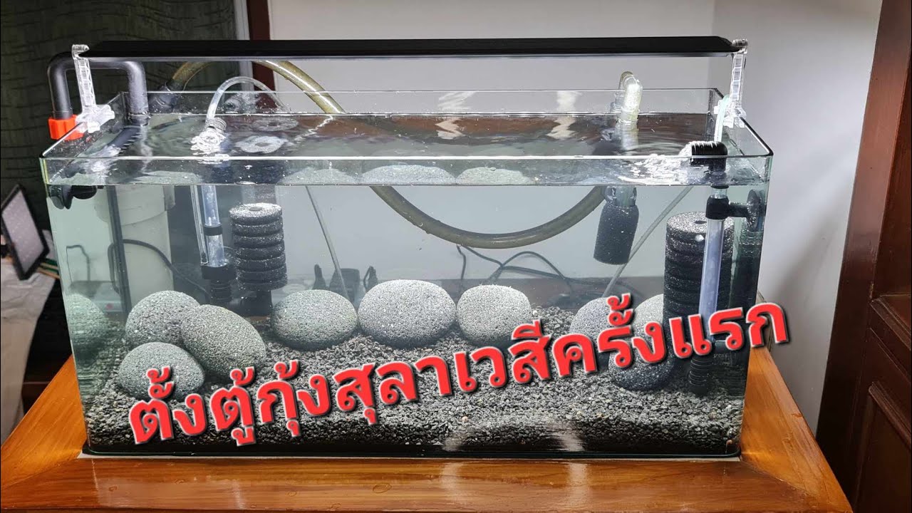 Обустраиваем аквариум с креветками с острова Сулавеси. Первый опыт установки аквариума (креветки ...