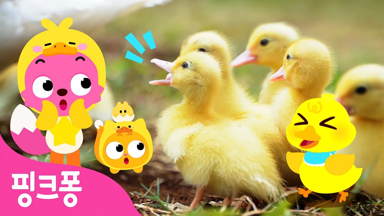 꽥꽥 아기 오리들 🐤 | 아기동물 동요 | 뒤뚱뒤뚱~ 엄마 오리 따라 걸어요 🦆 | 동물 동요 | 오리 울음소리 | 핑크퐁! 인기동요