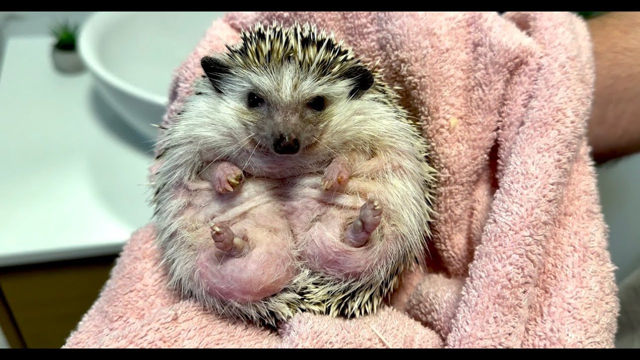 Bathing, Grooming, and Mating Hedgehogs: The Start of a New Story! ❤