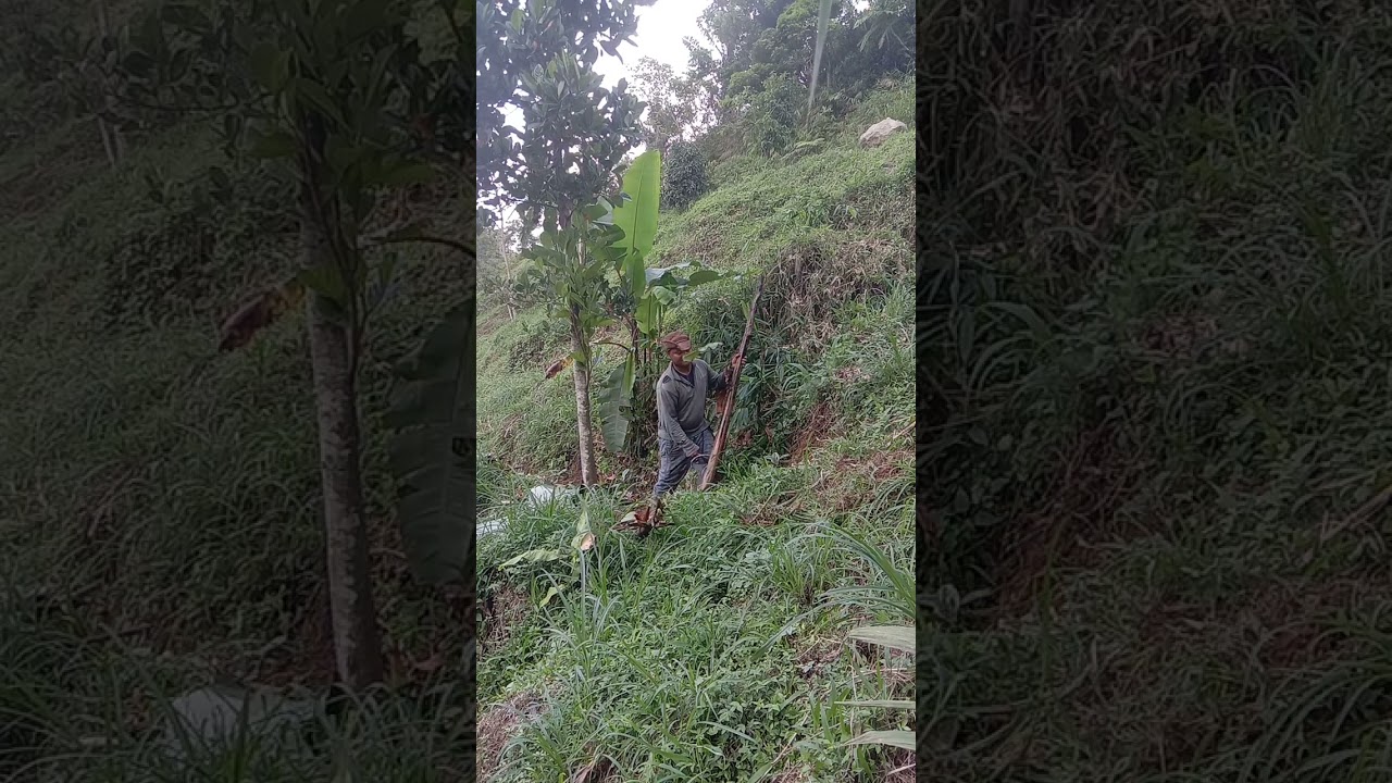 Membuat pupuk dari pohon pisang untuk pohon kopi
