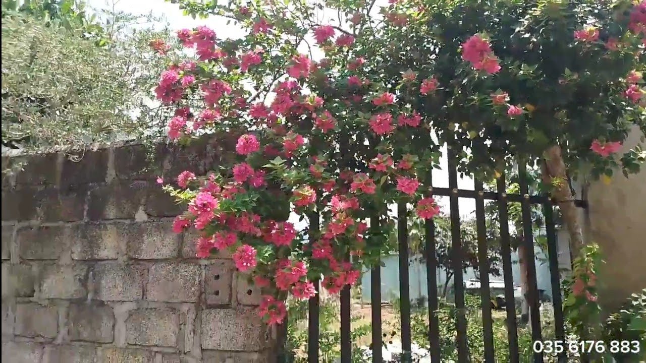 ĐÃ BÁN.Bảo Lộc _ Đại Lào Nhà vườn