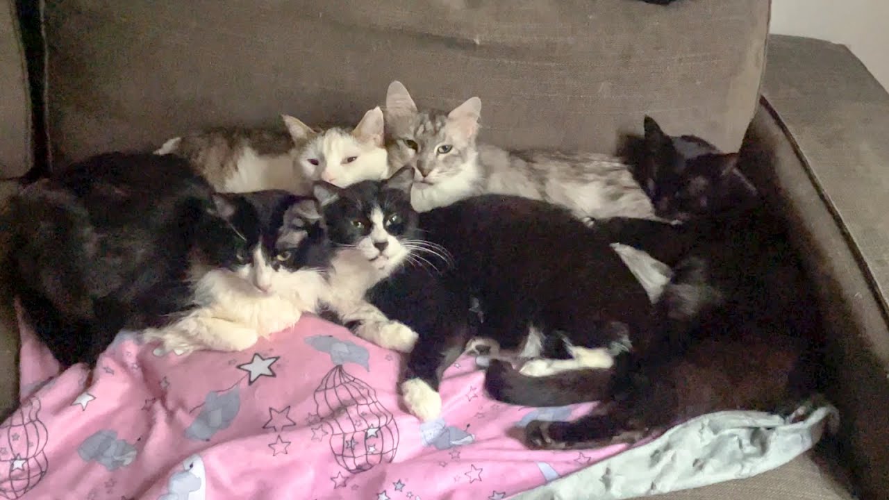Furry Sleep Squad 💤 Cuteness Overload Snuggly Cats All Piled Up for a Nap! 🐱🧸