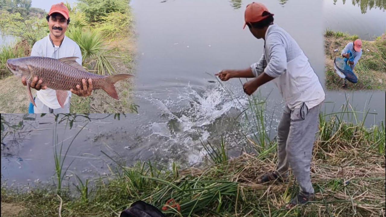 hఒక్కొక్క రవ్వు దిట్రగుంది..Amazing Rohu Fishing.. From..#jssvlogs